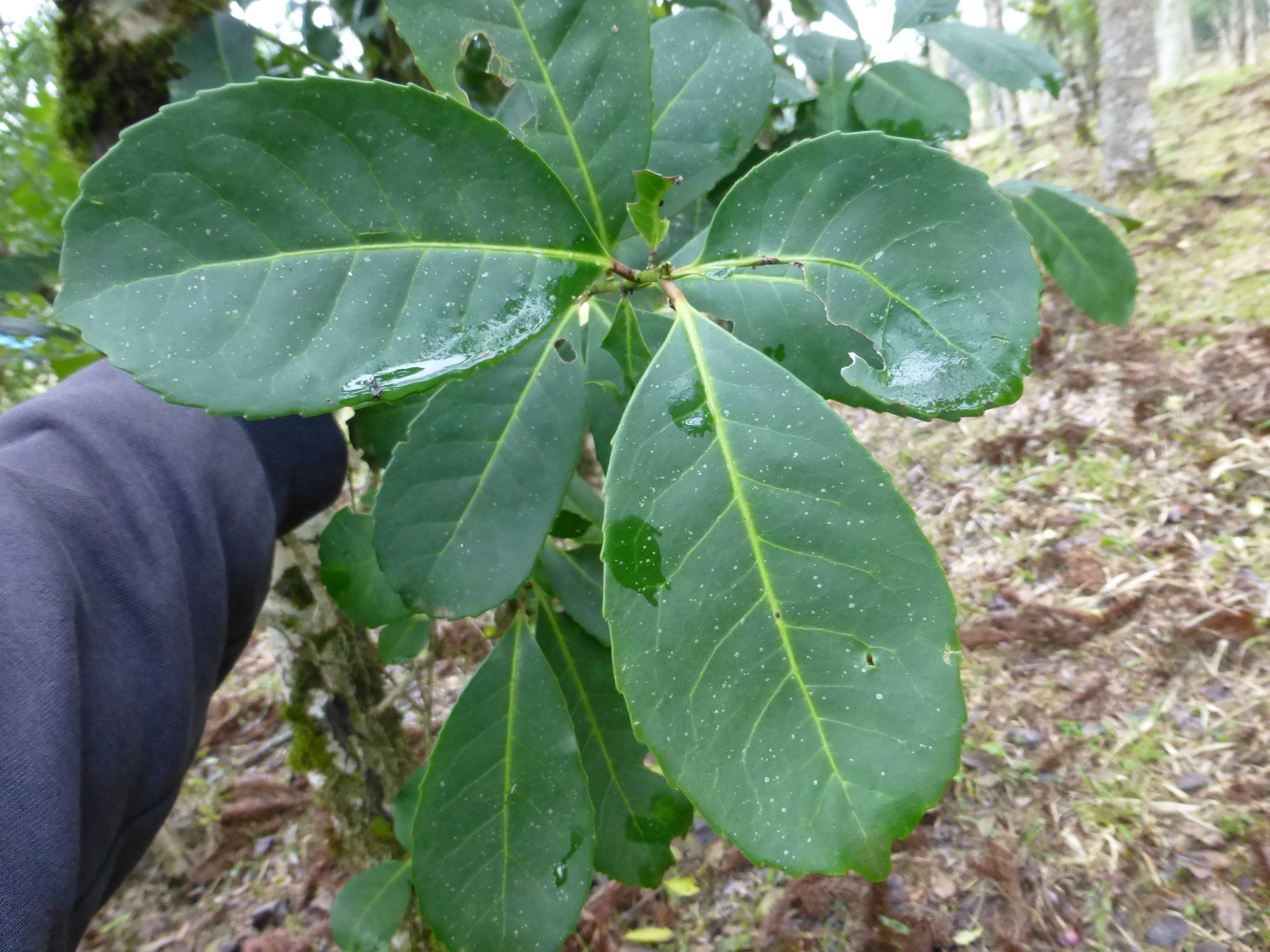 Yerba Mate Leaves in the wild
